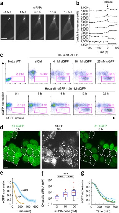 Analysis of DMC1 Knockdowns Generated by the In Vivo siRNA