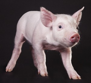 Pig front view. картинка тройка свиней. поросенок. Pig swine. итальянская свинья.