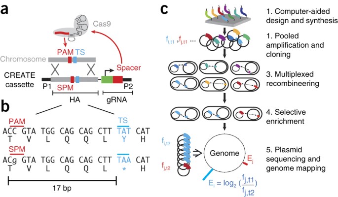 Genome-wide mapping of mutations at single-nucleotide resolution for  protein, metabolic and genome engineering | Nature Biotechnology