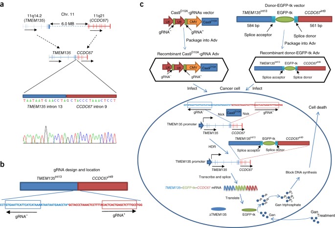 Targeting genomic rearrangements in tumor cells through cas9-mediated insertion of a suicide gene