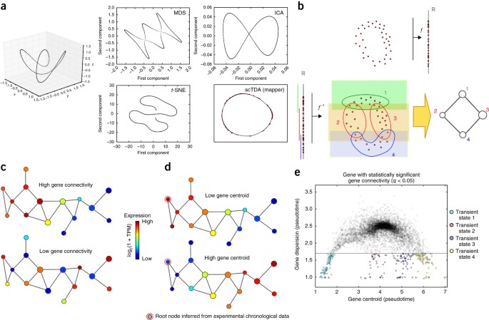 Single-cell topological RNA-seq analysis reveals insights into cellular differentiation and development
