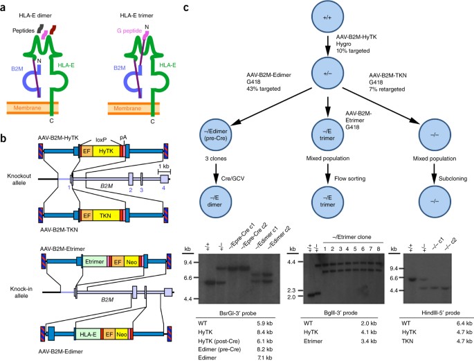 Hla E Expressing Pluripotent Stem Cells Escape Allogeneic