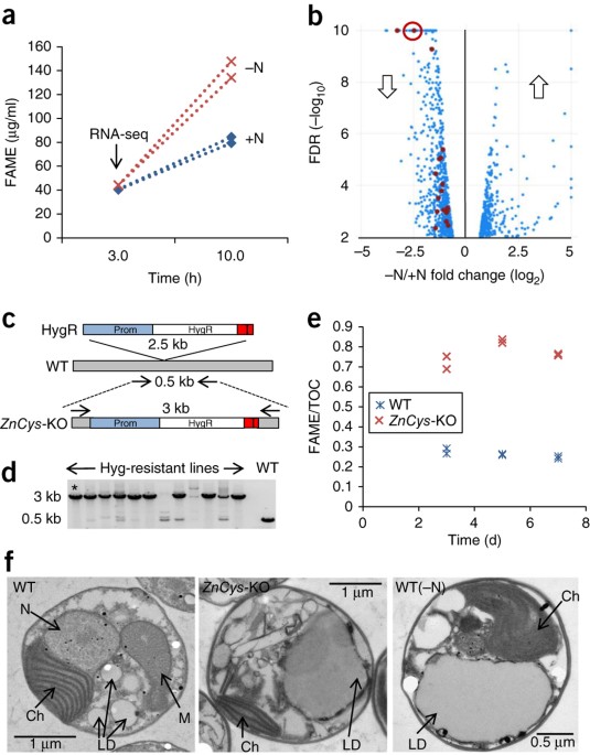 Lipid production in nannochloropsis gaditana is doubled by decreasing expression of a single transcriptional regulator
