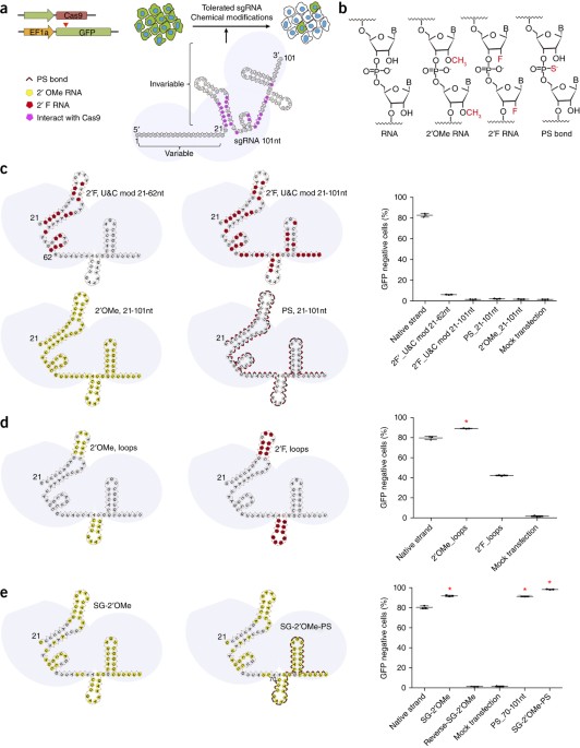 Structure-guided chemical modification of guide RNA enables potent  non-viral in vivo genome editing | Nature Biotechnology