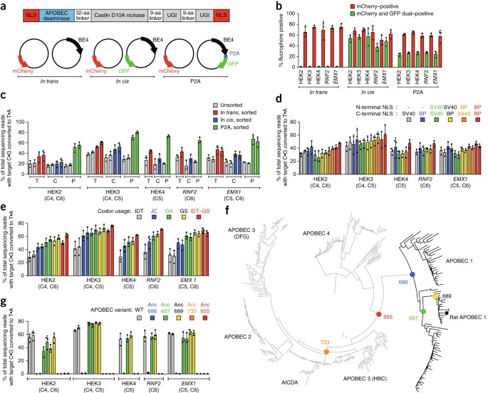 Improving Cytidine And Adenine Base Editors By Expression Optimization And Ancestral Reconstruction Nature Biotechnology