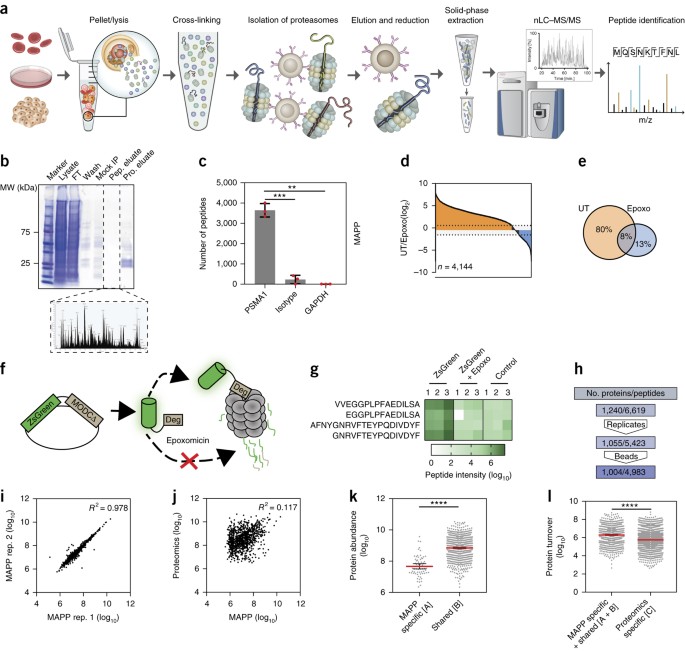 Revealing The Cellular Degradome By Mass Spectrometry Analysis Of Proteasome Cleaved Peptides Nature Biotechnology