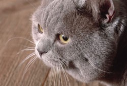 Cat and mouse in regulating genetic 'enhancement'