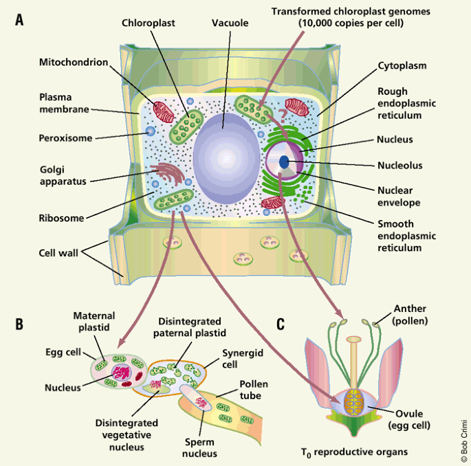 Jumping Genes And Containment Nature Biotechnology