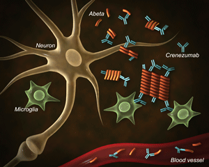 Genentech S Alzheimer S Antibody Trial To Study Disease Prevention Nature Biotechnology