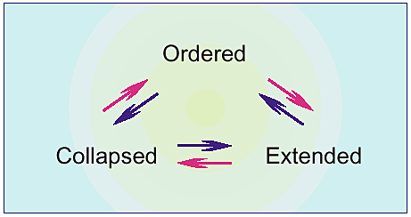 The protein trinity—linking function and disorder