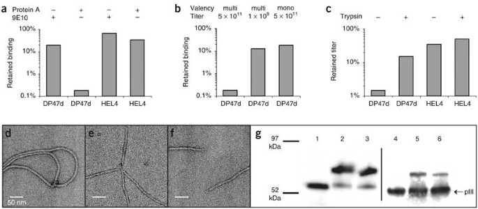 Aggregation Resistant Domain Antibodies Selected On Phage By Heat Denaturation Nature Biotechnology