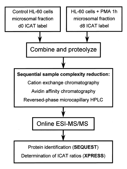 Quantitative Profiling Of Differentiation Induced Microsomal Proteins Using Isotope Coded Affinity s And Mass Spectrometry Nature Biotechnology Quantitative Profiling Of Differentiation Induced Microsomal Proteins Using Isotope Coded Affinity s And Mass Spectrometry Nature Biotechnology