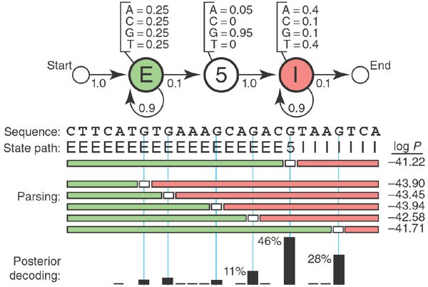 What Is A Hidden Markov Model Nature Biotechnology