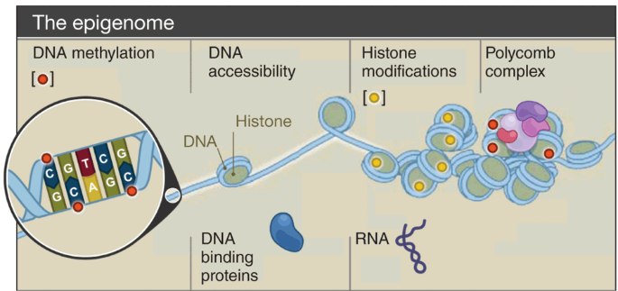 The NIH Roadmap Epigenomics Mapping Consortium | Nature Biotechnology