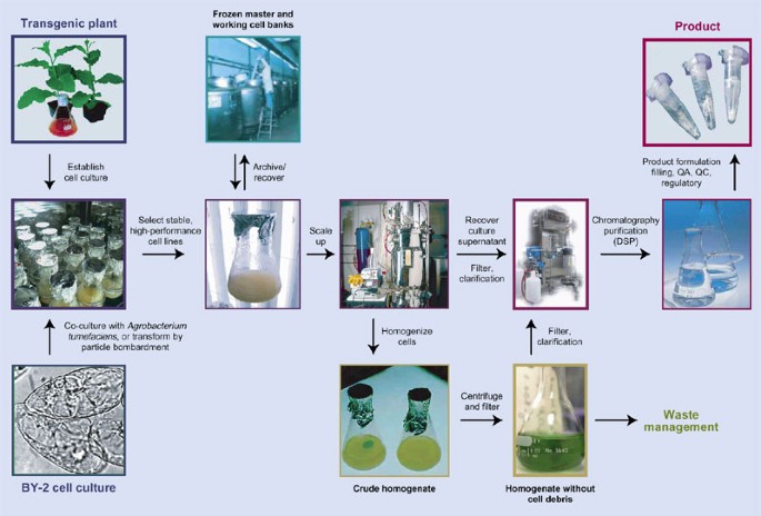Plant cell cultures for the production of recombinant proteins | Nature  Biotechnology