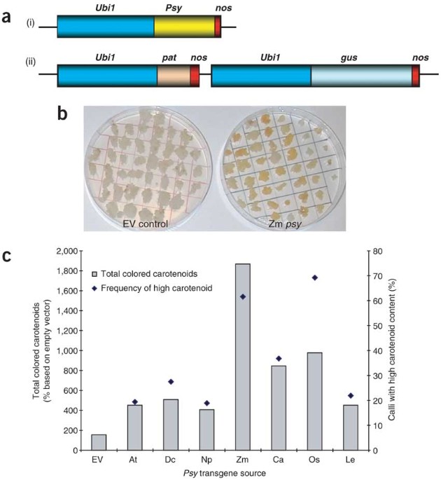 Improving the nutritional value of Golden Rice through increased pro-vitamin A content