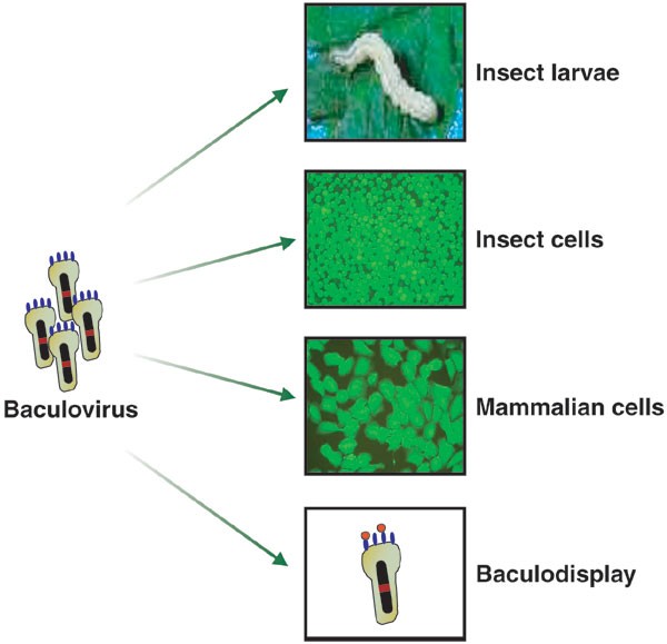 insect and mammalian cells