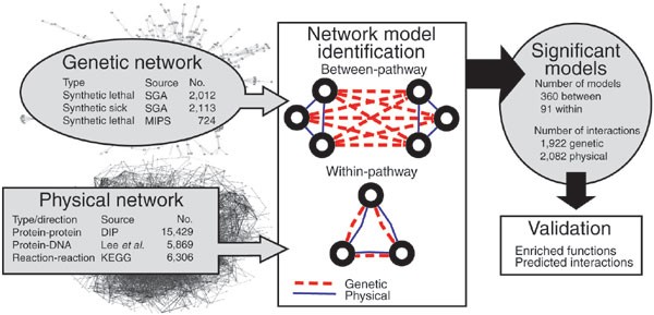 Systematic interpretation of genetic interactions using protein networks