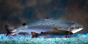 Transgenic salmon inches toward finish line