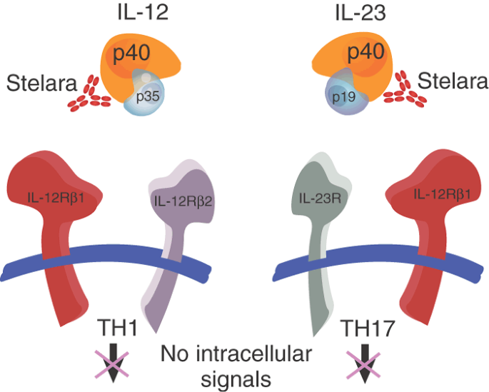 Ustekinumab Poised To Enter The Psoriasis Market Nature Biotechnology