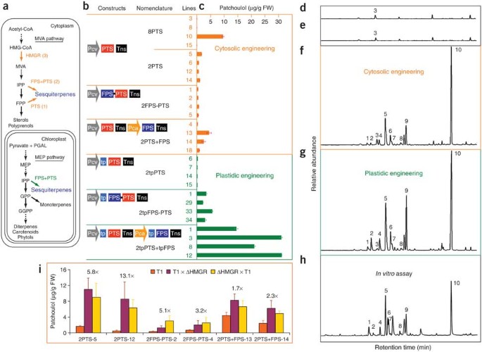 Redirection Of Cytosolic Or Plastidic Isoprenoid Precursors Elevates Terpene Production In Plants Nature Biotechnology