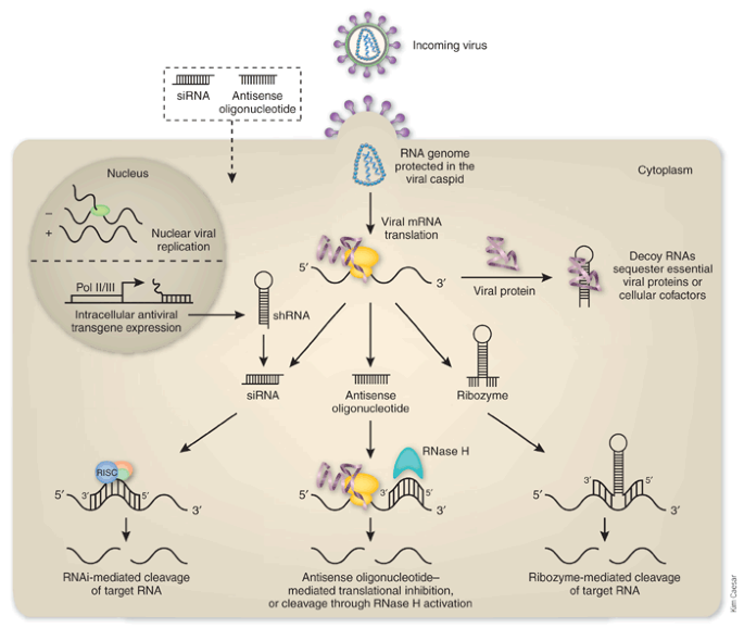 RNA interference against viruses: strike and counterstrike | Nature  Biotechnology