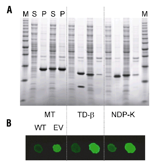 Engineering soluble proteins for structural genomics