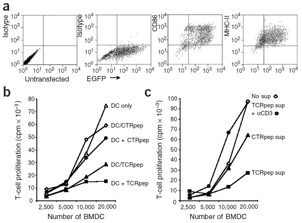 Dendritic cells, engineered to secrete a T-cell receptor mimic peptide, induce antigen-specific immunosuppression in vivo