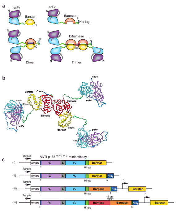 Design of multivalent complexes using the barnase·barstar module