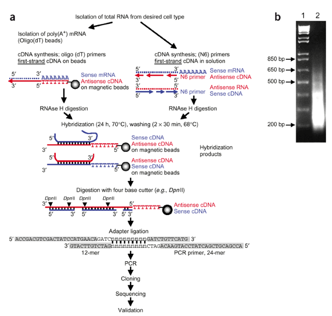 Preferences Of Bases In Different Positions Of Sense And Antisense Download Scientific Diagram