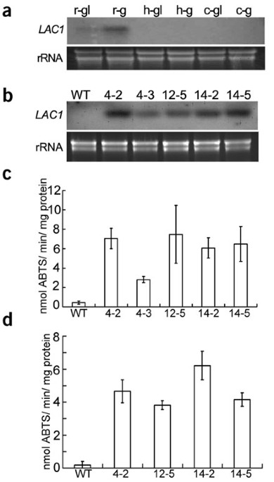 Ex planta phytoremediation of trichlorophenol and phenolic allelochemicals via an engineered secretory laccase