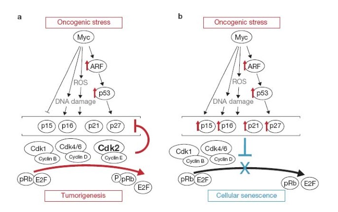 Myc and a cdk2 senescence switch