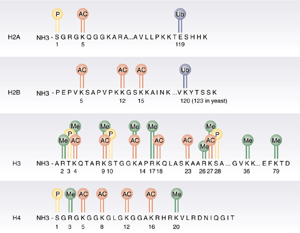 DNA Replication and Recombination | Science