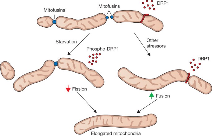 Mitochondria unite to survive | Nature Cell Biology
