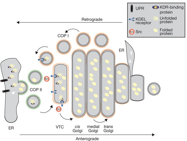 Golgi gets wired up | Nature Cell Biology