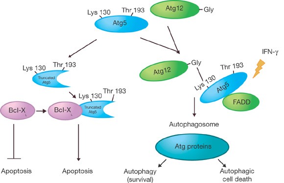 Atg5 More Than An Autophagy Factor Nature Cell Biology