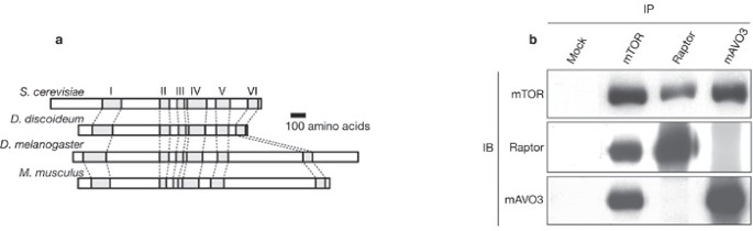 Mammalian TOR complex 2 controls the actin cytoskeleton and is  