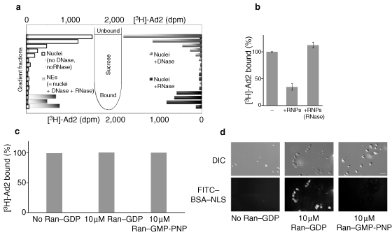 Import of adenovirus dna involves the nuclear pore complex receptor can/nup214 and histone h1