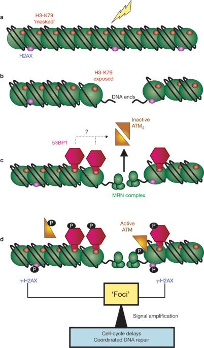 Tudor domains track down dna breaks