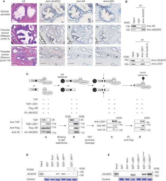 Cooperative demethylation by jmjd2c and lsd1 promotes androgen receptor-dependent gene expression