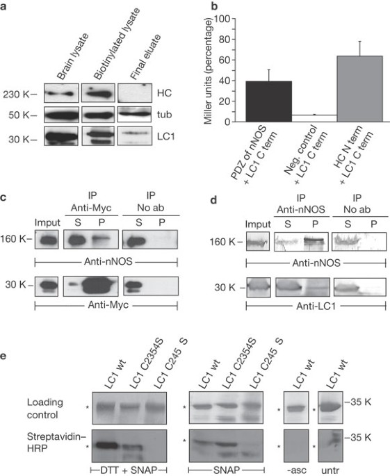 S Nitrosylation Of Microtubule Associated Protein 1b Mediates Nitric Oxide Induced Axon Retraction Nature Cell Biology