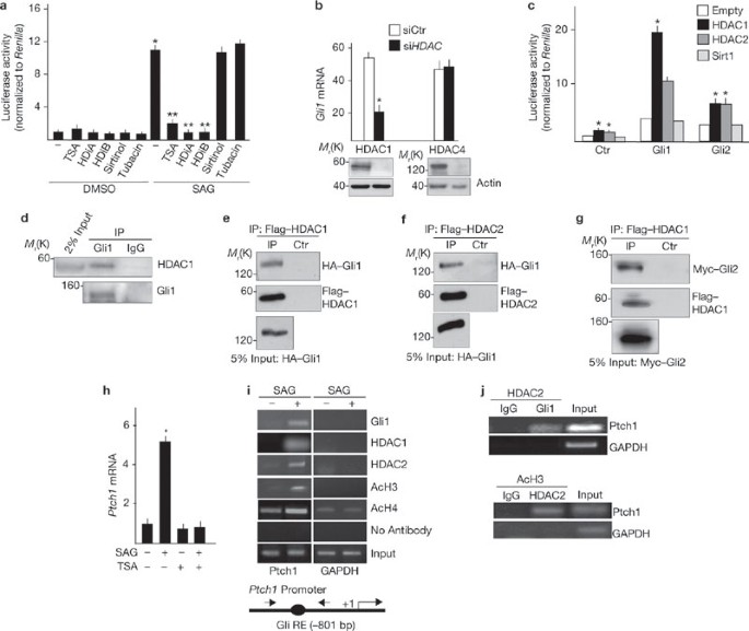 Histone deacetylase and cullin3–renkctd11 ubiquitin ligase interplay regulates hedgehog signalling through gli acetylation