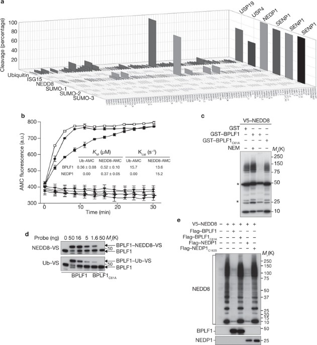 A deneddylase encoded by epstein–barr virus promotes viral dna replication by regulating the activity of cullin-ring ligases
