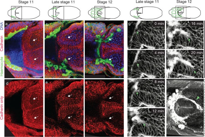 Rhol controls invasion and rap1 localization during immune cell transmigration in drosophila
