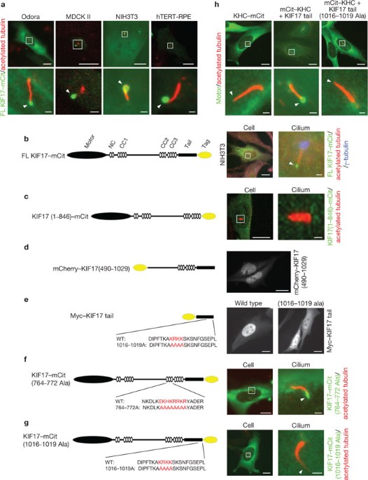 Ciliary entry of the kinesin-2 motor kif17 is regulated by importin-β2 and rangtp