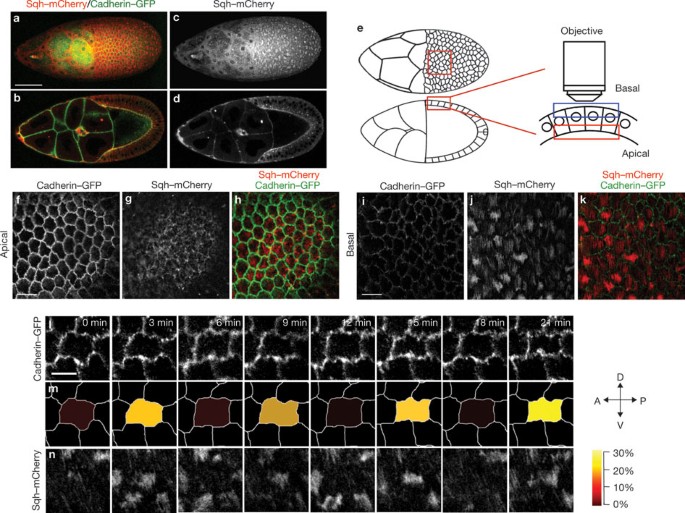 Tissue elongation requires oscillating contractions of a basal actomyosin network