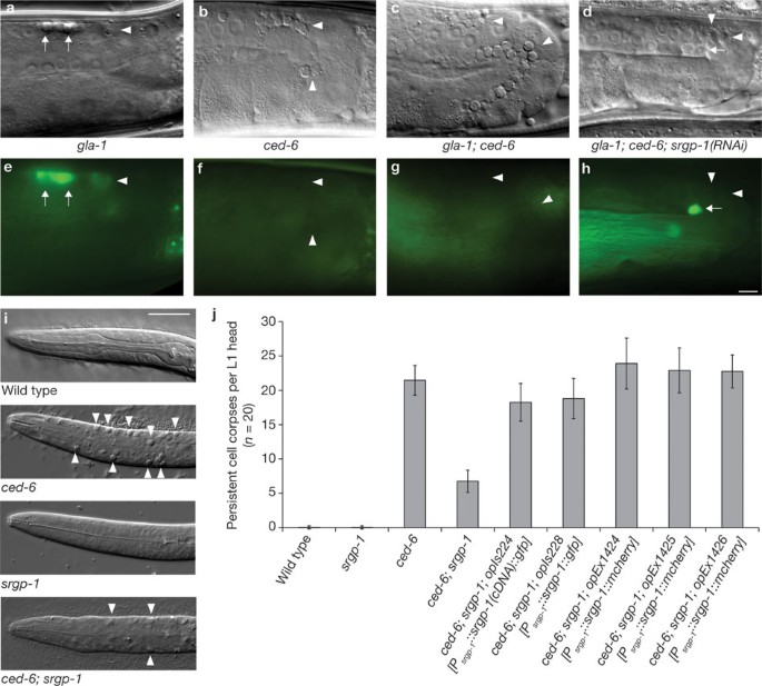 Loss Of The Rhogap Srgp 1 Promotes The Clearance Of Dead And Injured Cells In Caenorhabditis Elegans Nature Cell Biology Loss Of The Rhogap Srgp 1 Promotes The Clearance Of Dead And Injured Cells In Caenorhabditis Elegans Nature Cell Biology