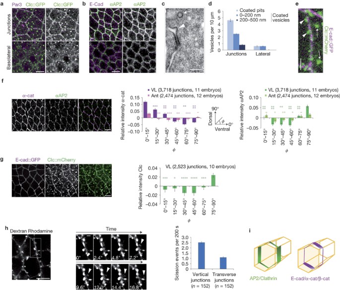 Spatial regulation of Dia and Myosin-II by RhoGEF2 controls initiation of E-cadherin endocytosis during epithelial morphogenesis