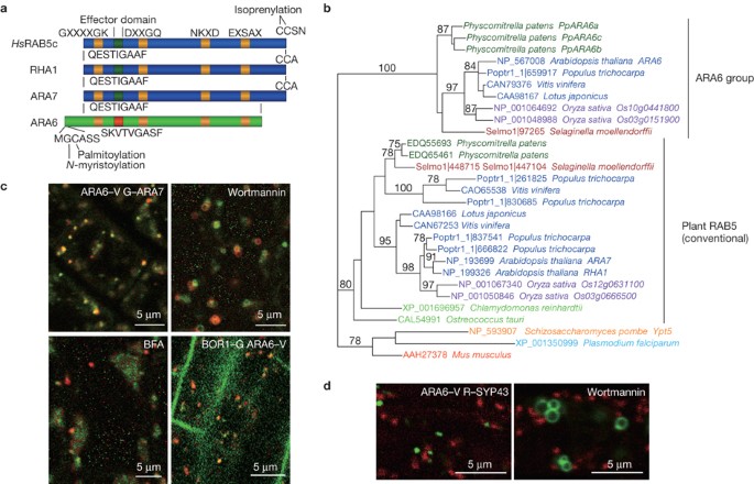 A membrane trafficking pathway regulated by the plant-specific rab gtpase ara6