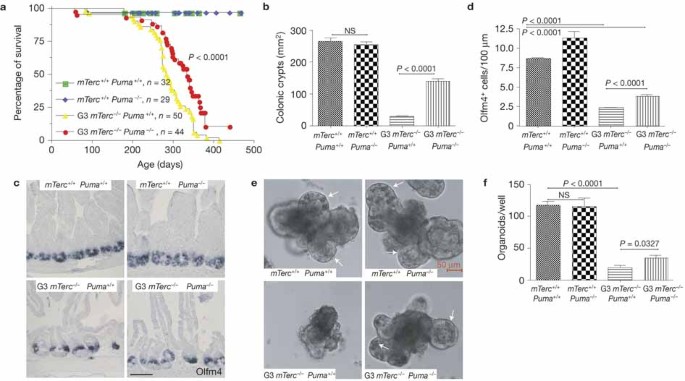 Puma and p21 represent cooperating checkpoints limiting self-renewal and  chromosomal instability of somatic stem cells in response to telomere  dysfunction | Nature Cell Biology